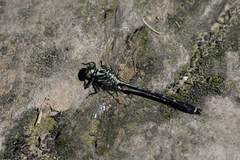 Asiagomphus melaenops