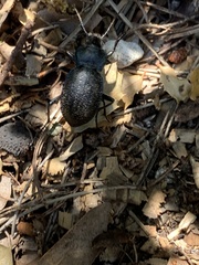 Carabus lusitanicus helluo