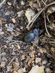 Carabus lusitanicus helluo