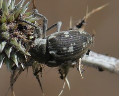 Larinus onopordi