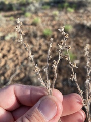 Lappula occidentalis occidentalis