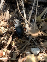 Carabus lusitanicus helluo