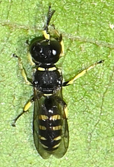 Ectemnius cephalotes