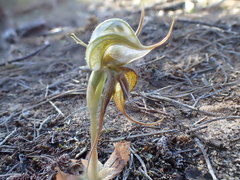 Pterostylis excelsa
