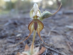 Pterostylis excelsa