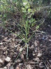 Scorzonera angustifolia