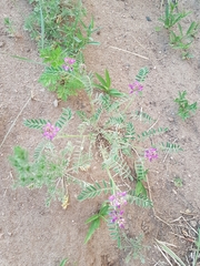 Astragalus davuricus