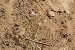 Lasiospermum brachyglossum