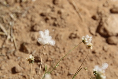 Lasiospermum brachyglossum