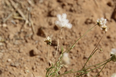 Lasiospermum brachyglossum