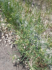 Vincetoxicum sibiricum