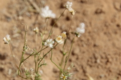 Lasiospermum brachyglossum