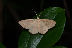 Perixera minorata
