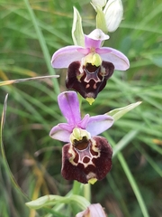 Ophrys fuciflora