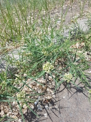 Vincetoxicum sibiricum