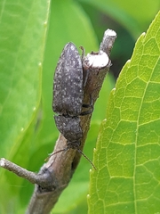 Agrypnus murinus