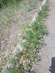 Vincetoxicum sibiricum