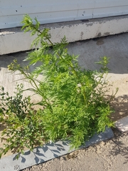 Artemisia annua