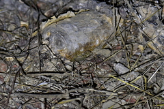 Centruroides exilicauda