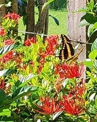 Heraclides thoas