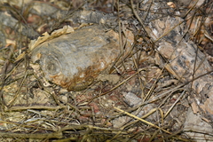 Centruroides exilicauda