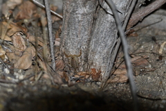 Centruroides exilicauda