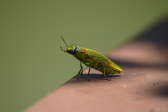 Chrysochroini
