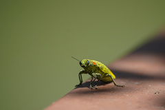 Chrysochroini