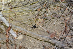 Latrodectus hesperus