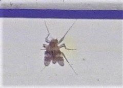 Psectrotanypus dyari