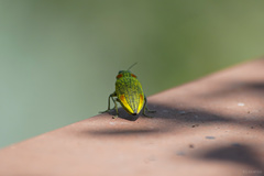 Chrysochroini