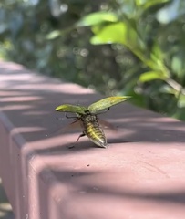 Chrysochroini