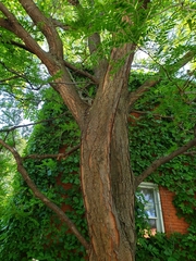 Gleditsia triacanthos inermis