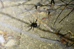 Latrodectus hesperus