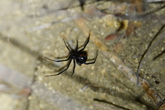 Latrodectus hesperus
