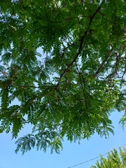 Gleditsia triacanthos inermis