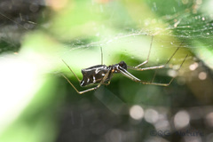 Neriene cavaleriei