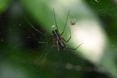 Neriene cavaleriei