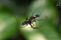 Neriene cavaleriei