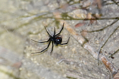 Latrodectus hesperus