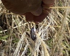 Hadoa chiricahua
