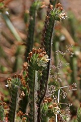 Phacelia malvifolia