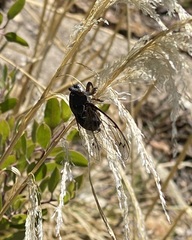 Hadoa chiricahua