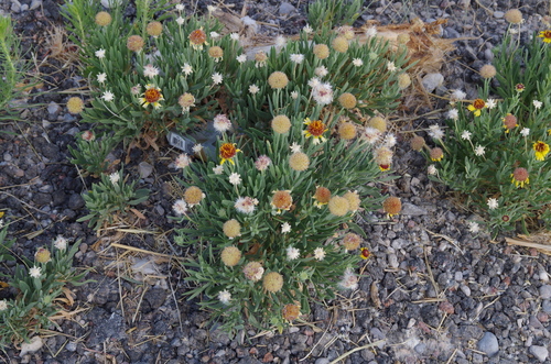 Image of Gaillardia multiceps by (c) Eric Knight, some rights reserved (CC BY)