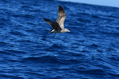 Larus californicus