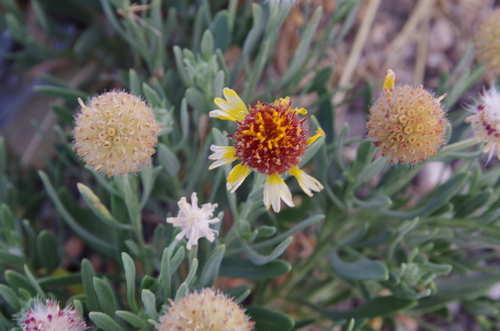 Image of Gaillardia multiceps by (c) Eric Knight, some rights reserved (CC BY)