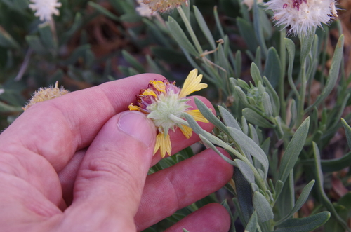 Image of Gaillardia multiceps by (c) Eric Knight, some rights reserved (CC BY)