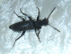 Eurygeniinae