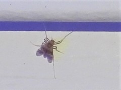 Psectrotanypus dyari