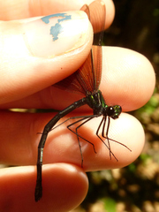 Calopteryx maculata